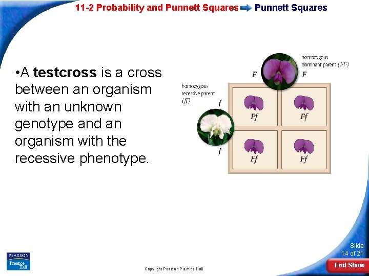 11 -2 Probability and Punnett Squares • A testcross is a cross between an