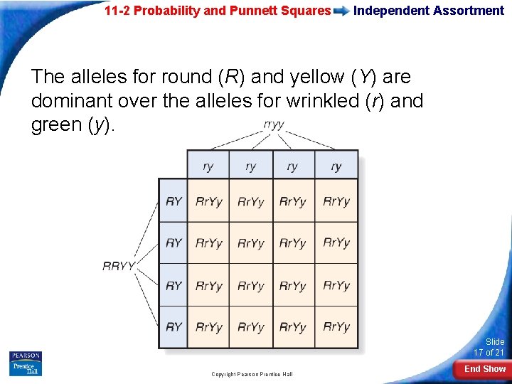 11 -2 Probability and Punnett Squares Independent Assortment The alleles for round (R) and
