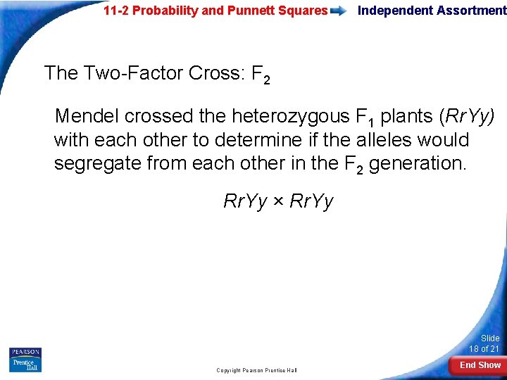 11 -2 Probability and Punnett Squares Independent Assortment The Two-Factor Cross: F 2 Mendel