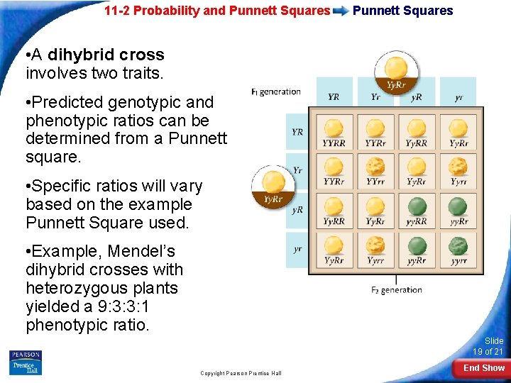 11 -2 Probability and Punnett Squares • A dihybrid cross involves two traits. •
