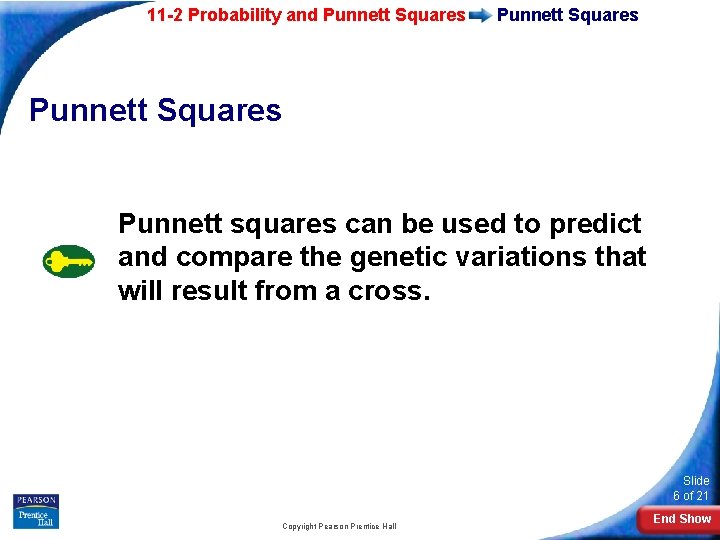11 -2 Probability and Punnett Squares Punnett squares can be used to predict and