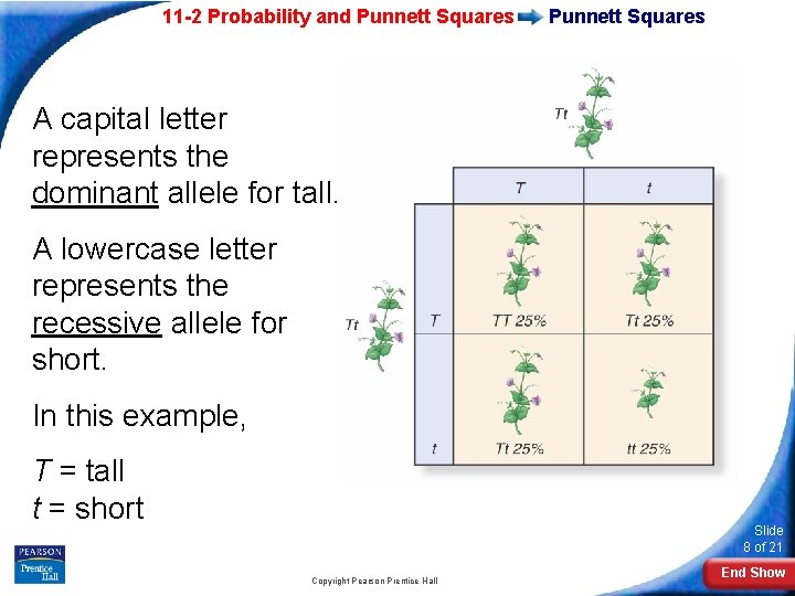 11 -2 Probability and Punnett Squares A capital letter represents the dominant allele for