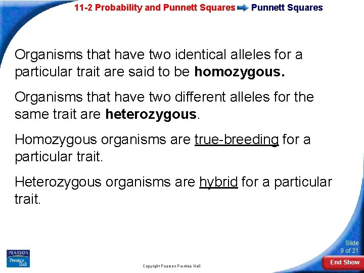 11 -2 Probability and Punnett Squares Organisms that have two identical alleles for a