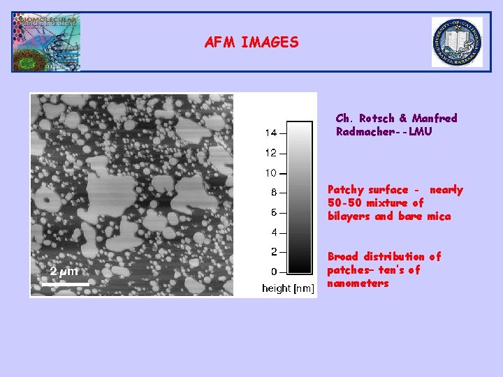 AFM IMAGES Ch. Rotsch & Manfred Radmacher--LMU Patchy surface - nearly 50 -50 mixture