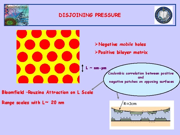DISJOINING PRESSURE ØNegative mobile holes ØPositive bilayer matrix L ~ nm-μm Coulombic correlation between