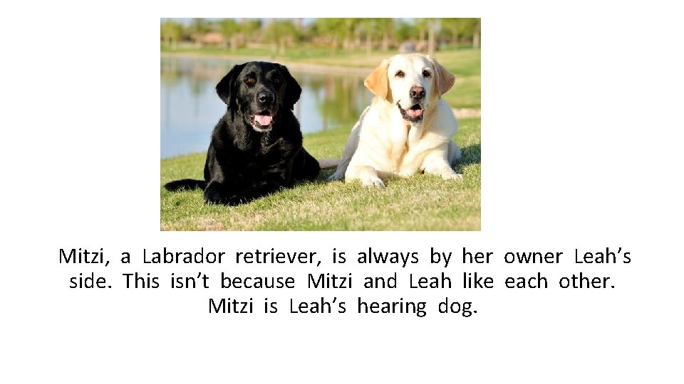 Mitzi, a Labrador retriever, is always by her owner Leah’s side. This isn’t because