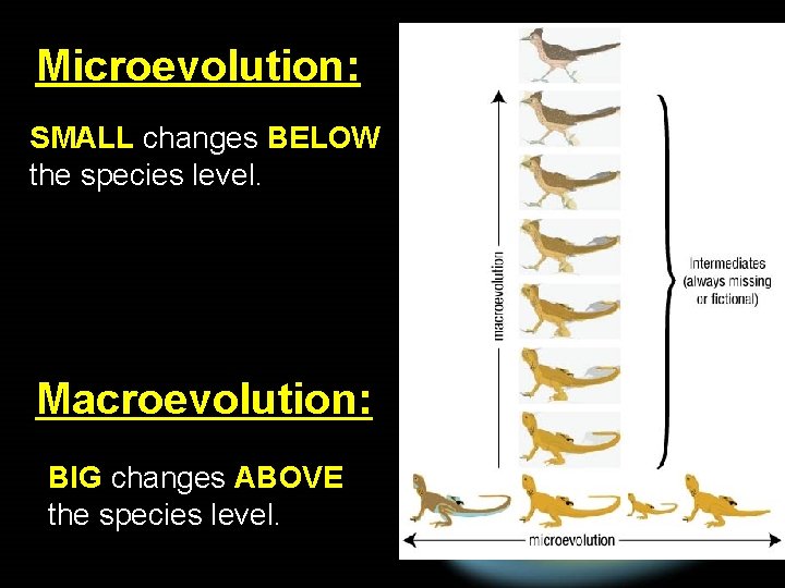 Microevolution: SMALL changes BELOW the species level. Macroevolution: BIG changes ABOVE the species level.