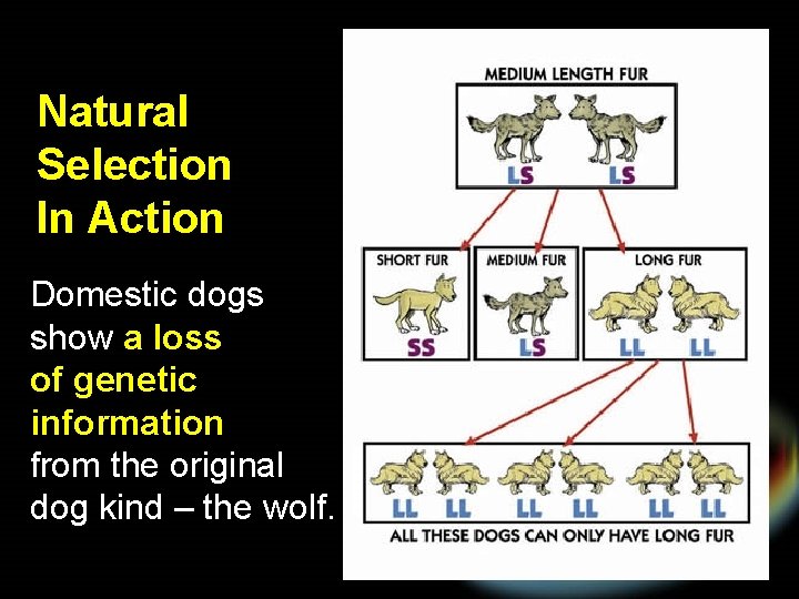 Natural Selection In Action Domestic dogs show a loss of genetic information from the