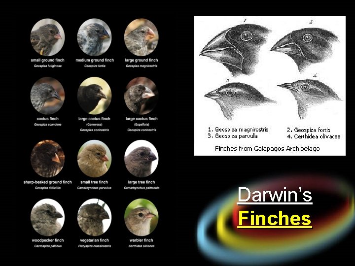 Darwin’s Finches 