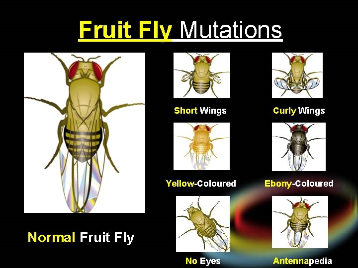 Fruit Fly Mutations Short Wings Curly Wings Yellow-Coloured Ebony-Coloured Normal Fruit Fly No Eyes