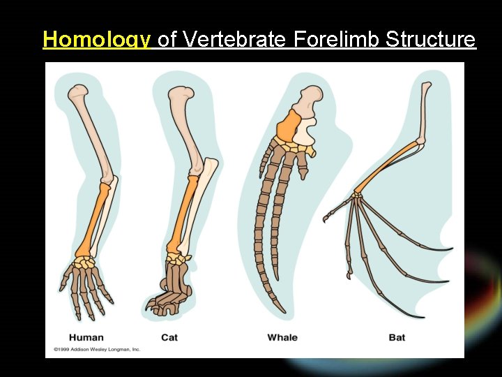 Homology of Vertebrate Forelimb Structure 