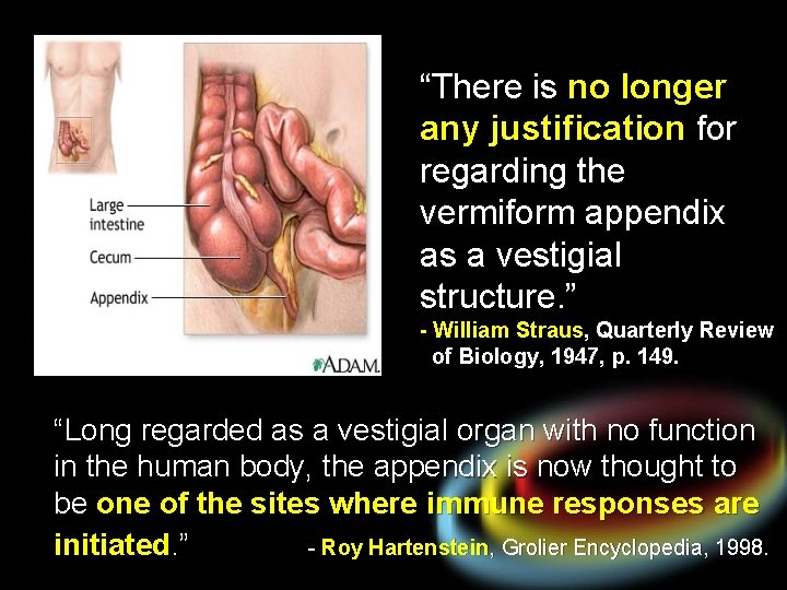 “There is no longer any justification for regarding the vermiform appendix as a vestigial