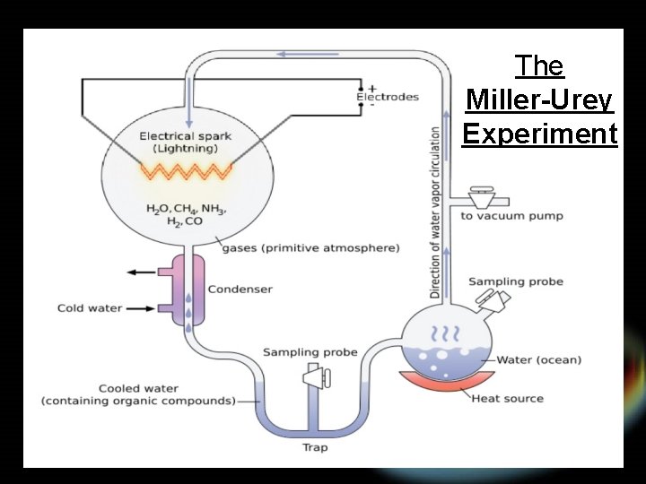 The Miller-Urey Experiment 