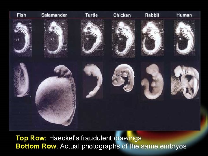 Top Row: Haeckel’s fraudulent drawings Bottom Row: Actual photographs of the same embryos 