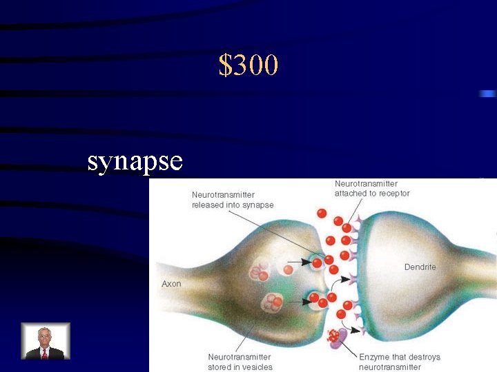 $300 synapse 