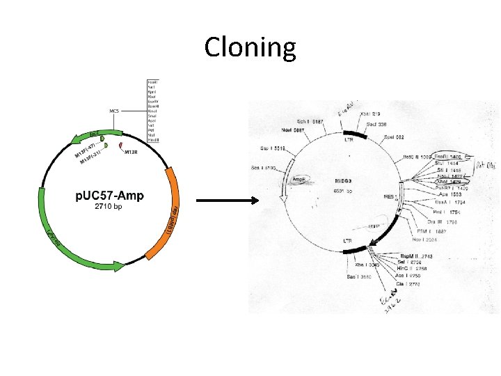 Cloning 