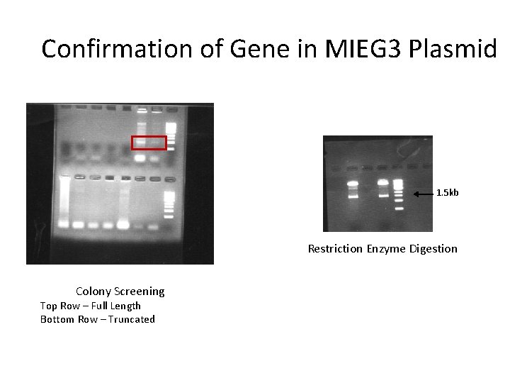 Confirmation of Gene in MIEG 3 Plasmid 1. 5 kb Restriction Enzyme Digestion Colony