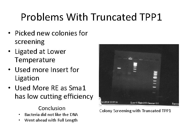 Problems With Truncated TPP 1 • Picked new colonies for screening • Ligated at