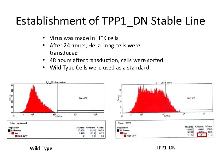 Establishment of TPP 1_DN Stable Line • Virus was made in HEK cells •