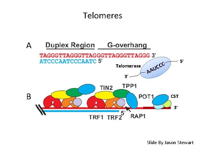 Telomeres A Telomerase 3’ B 5’ CCC U AA CST 3’ Slide By Jason