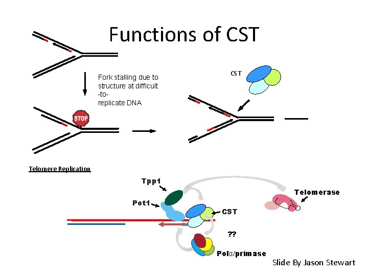 Functions of CST Fork stalling due to structure at difficult -toreplicate DNA CST Telomere