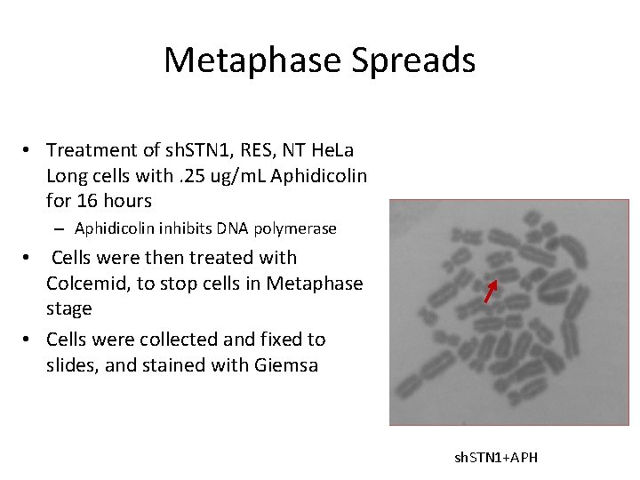 Metaphase Spreads • Treatment of sh. STN 1, RES, NT He. La Long cells