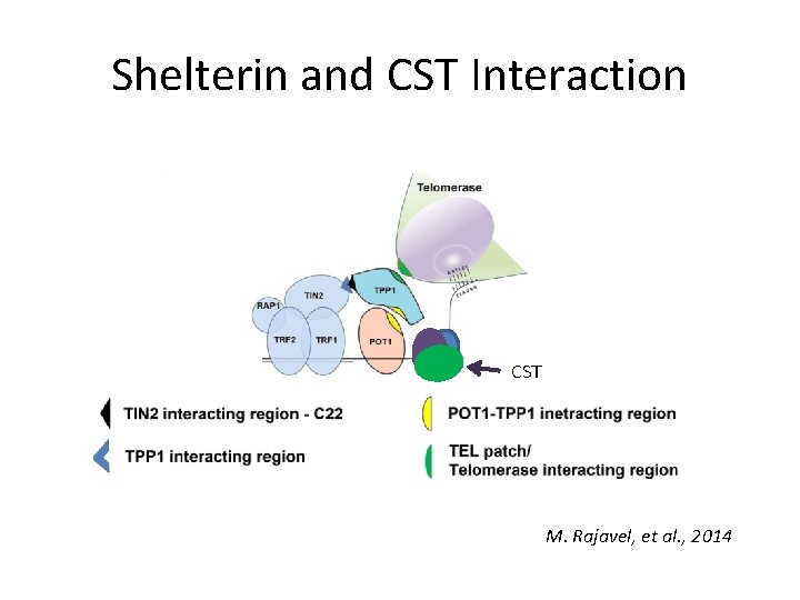 Shelterin and CST Interaction CST M. Rajavel, et al. , 2014 