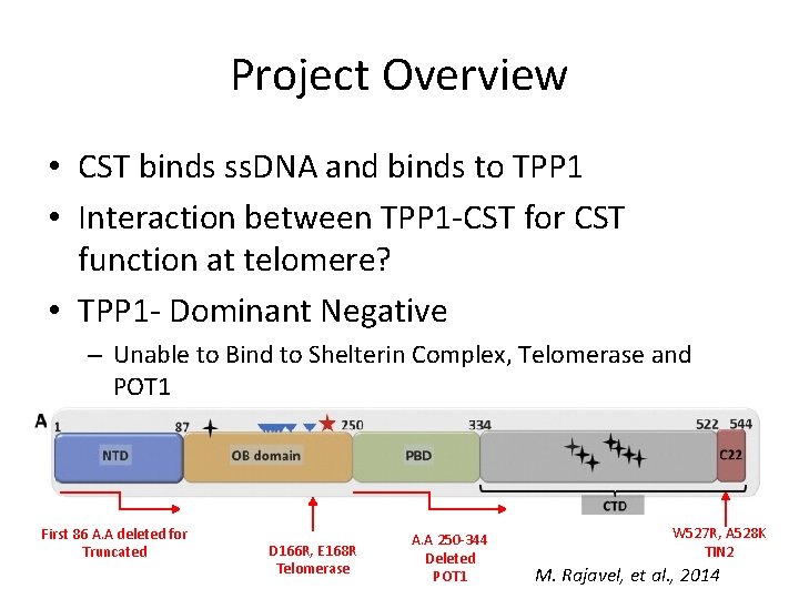 Project Overview • CST binds ss. DNA and binds to TPP 1 • Interaction