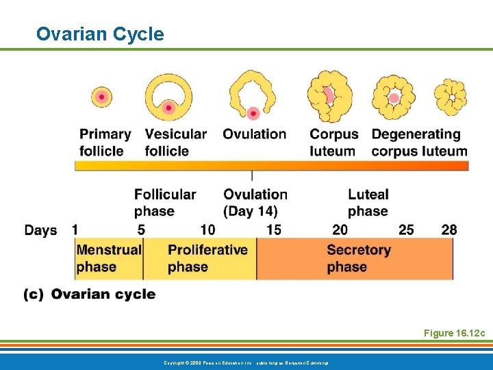 Ovarian Cycle Figure 16. 12 c Copyright © 2009 Pearson Education, Inc. , publishing