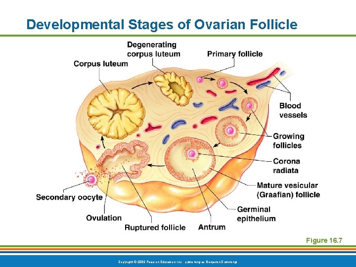 Developmental Stages of Ovarian Follicle Figure 16. 7 Copyright © 2009 Pearson Education, Inc.