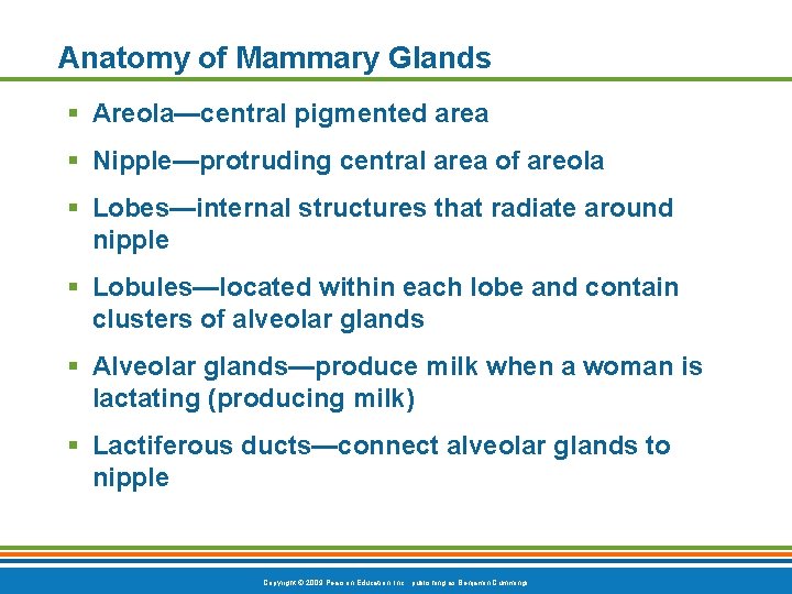 Anatomy of Mammary Glands § Areola—central pigmented area § Nipple—protruding central area of areola