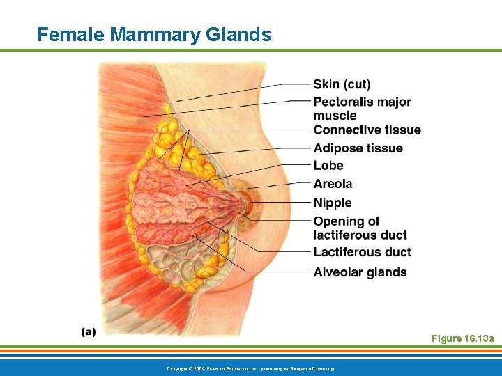Female Mammary Glands Figure 16. 13 a Copyright © 2009 Pearson Education, Inc. ,