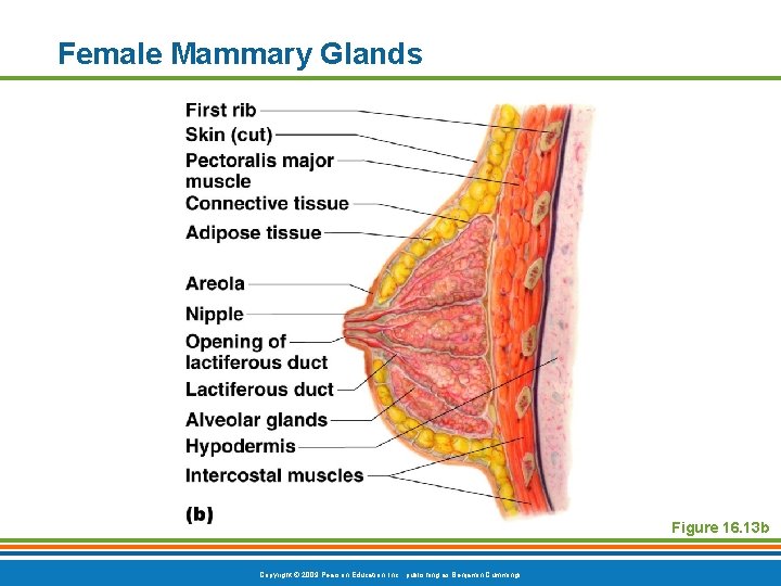 Female Mammary Glands Figure 16. 13 b Copyright © 2009 Pearson Education, Inc. ,