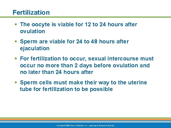 Fertilization § The oocyte is viable for 12 to 24 hours after ovulation §