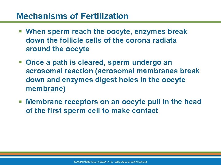 Mechanisms of Fertilization § When sperm reach the oocyte, enzymes break down the follicle