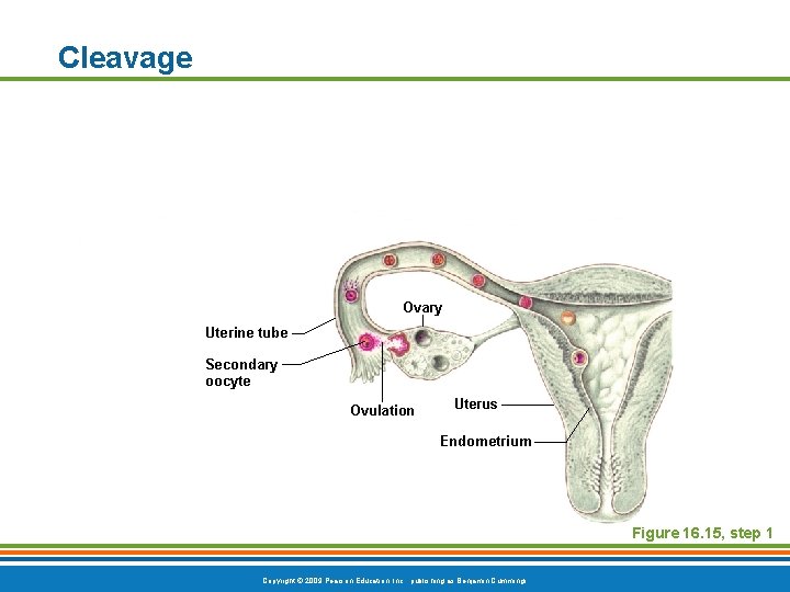 Cleavage Ovary Uterine tube Secondary oocyte Ovulation Uterus Endometrium Figure 16. 15, step 1