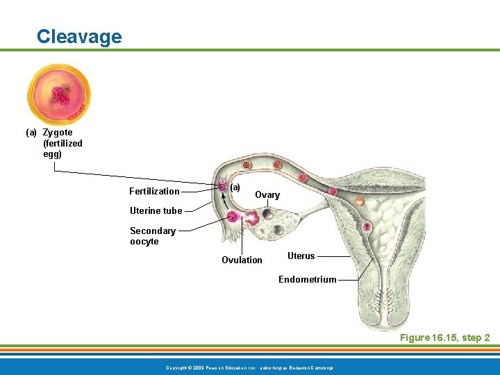 Cleavage (a) Zygote (fertilized egg) Fertilization (a) Ovary Uterine tube Secondary oocyte Ovulation Uterus