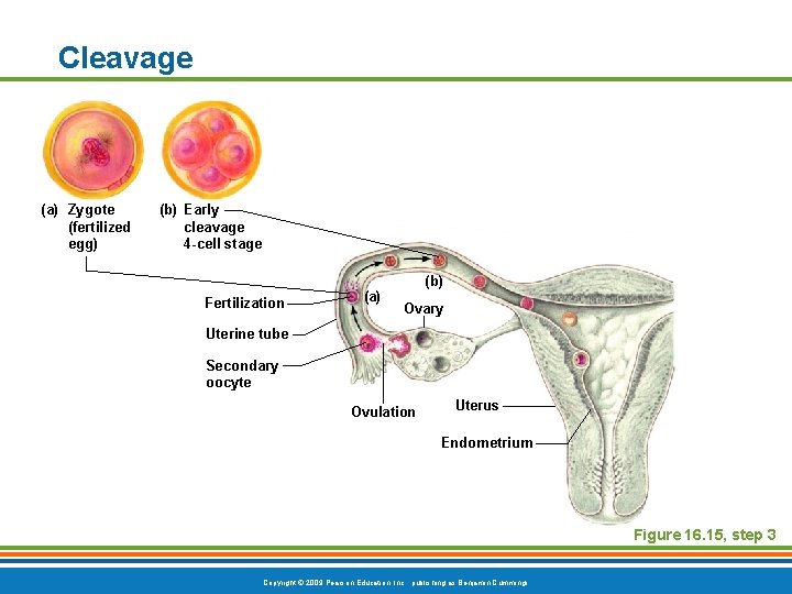 Cleavage (a) Zygote (fertilized egg) (b) Early cleavage 4 -cell stage Fertilization (a) (b)