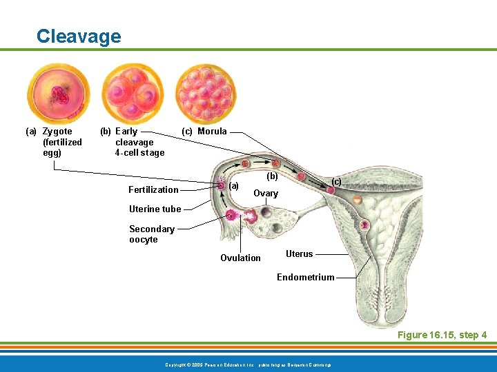 Cleavage (a) Zygote (fertilized egg) (b) Early cleavage 4 -cell stage (c) Morula Fertilization