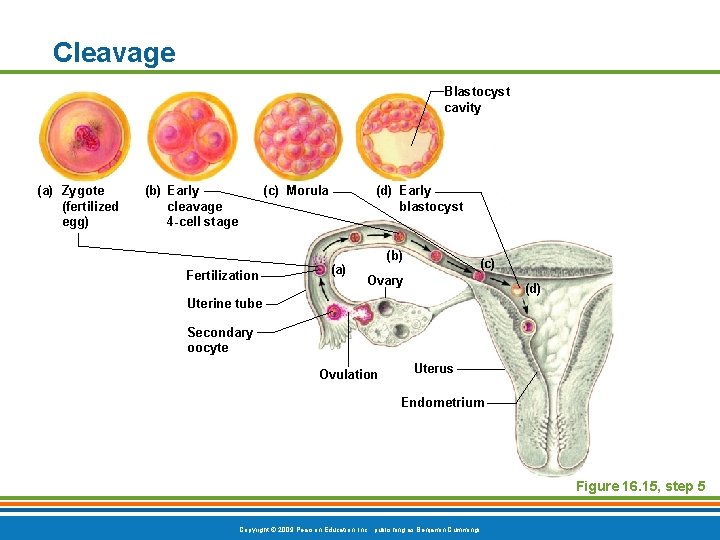 Cleavage Blastocyst cavity (a) Zygote (fertilized egg) (b) Early cleavage 4 -cell stage (c)