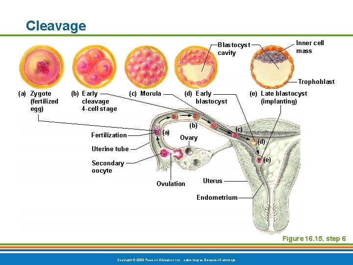Cleavage Inner cell mass Blastocyst cavity Trophoblast (a) Zygote (fertilized egg) (b) Early cleavage