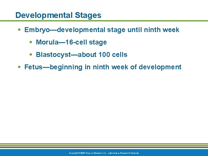 Developmental Stages § Embryo—developmental stage until ninth week § Morula— 16 -cell stage §