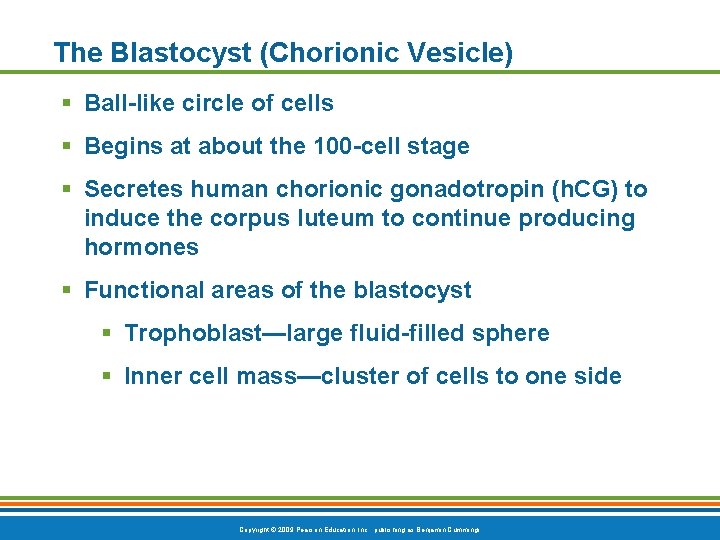 The Blastocyst (Chorionic Vesicle) § Ball-like circle of cells § Begins at about the