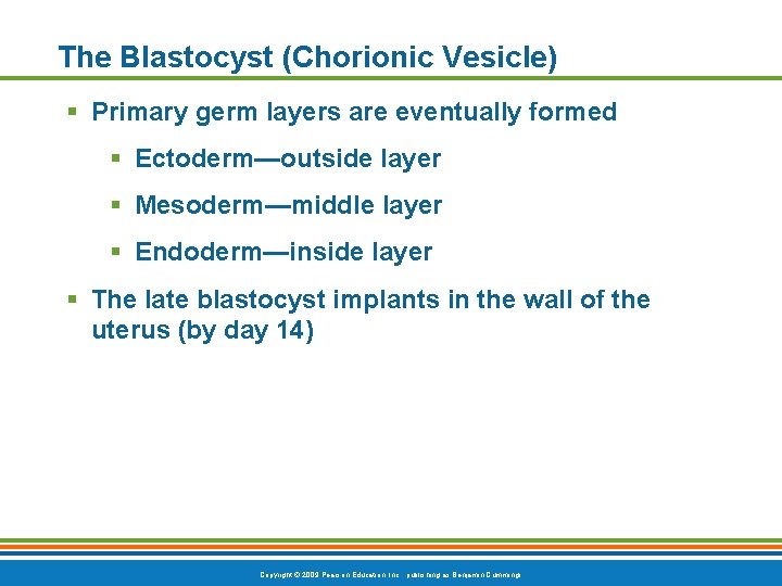 The Blastocyst (Chorionic Vesicle) § Primary germ layers are eventually formed § Ectoderm—outside layer