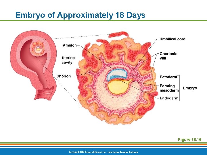 Embryo of Approximately 18 Days Figure 16. 16 Copyright © 2009 Pearson Education, Inc.