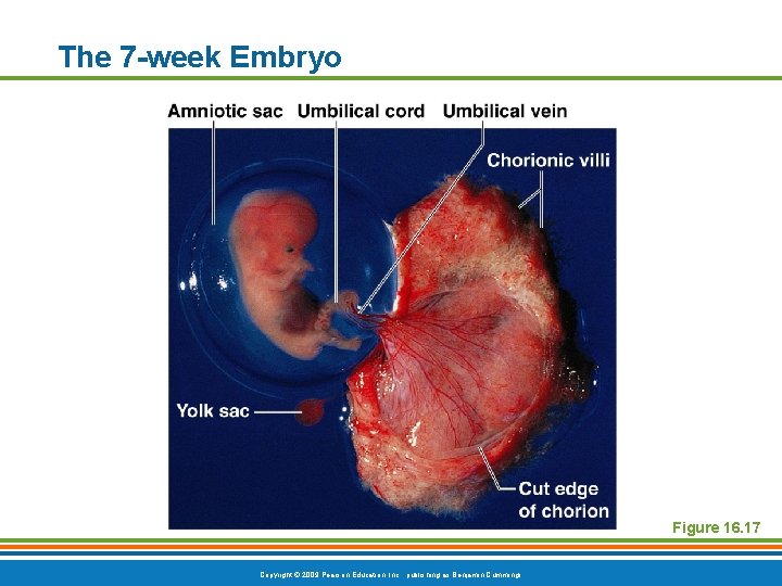 The 7 -week Embryo Figure 16. 17 Copyright © 2009 Pearson Education, Inc. ,