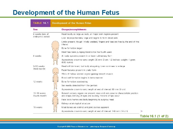 Development of the Human Fetus Table 16. 1 (1 of 2) Copyright © 2009