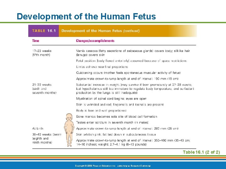 Development of the Human Fetus Table 16. 1 (2 of 2) Copyright © 2009