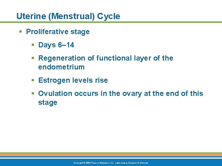 Uterine (Menstrual) Cycle § Proliferative stage § Days 6– 14 § Regeneration of functional