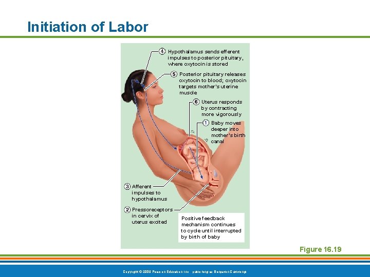 Initiation of Labor Hypothalamus sends efferent impulses to posterior pituitary, where oxytocin is stored